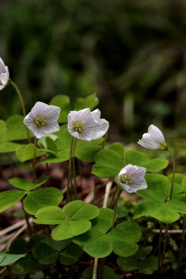 Маленькие цветы четырехлистного клевера