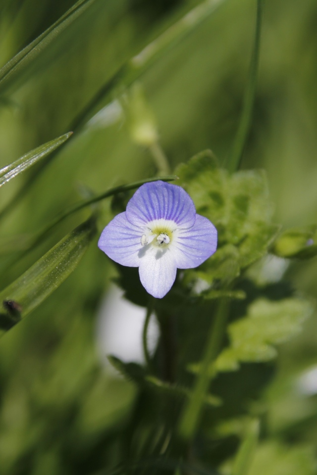 Маленький фиолетовый цветок гипсофилы
