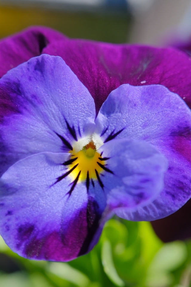 Маленький фиолетовый цветок анютины глазки