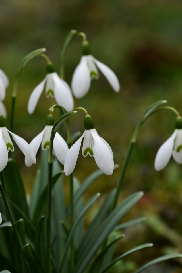 Маленькие цветы подснежника весной