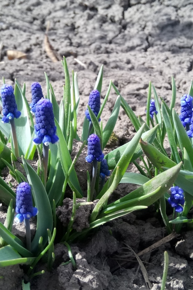 Маленькие весенние цветы мускарики