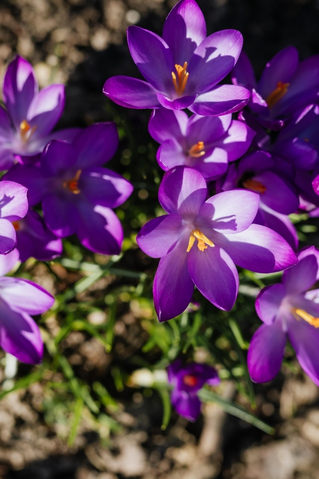 Маленькие весенние фиолетовые крокусы вид сверху