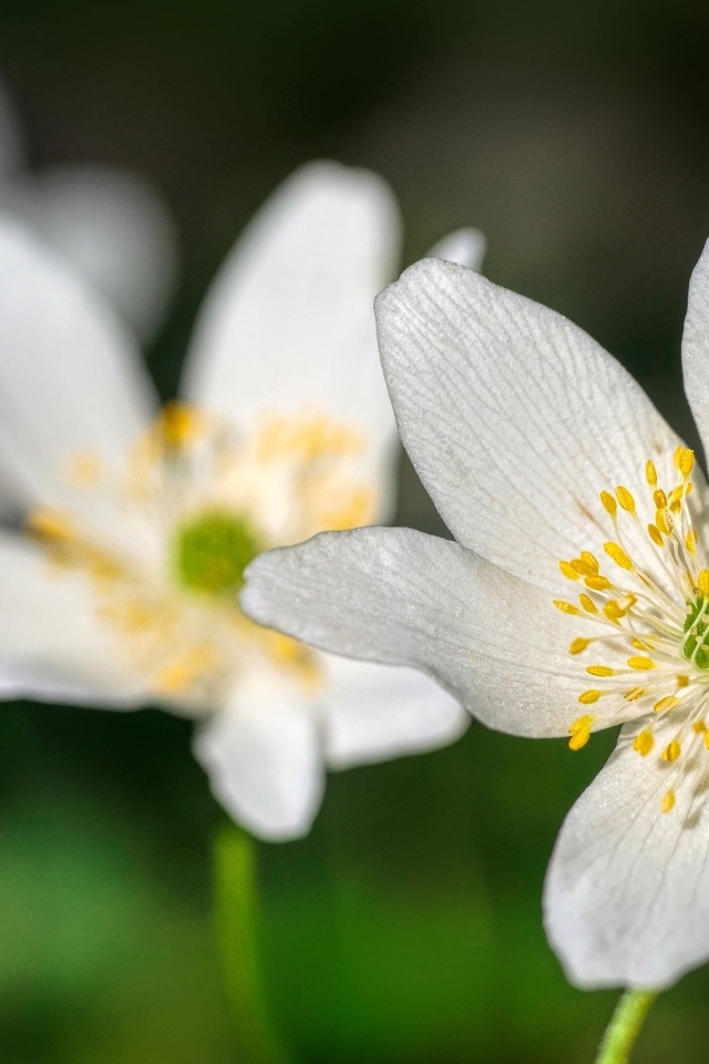Маленькие белые цветы анемон