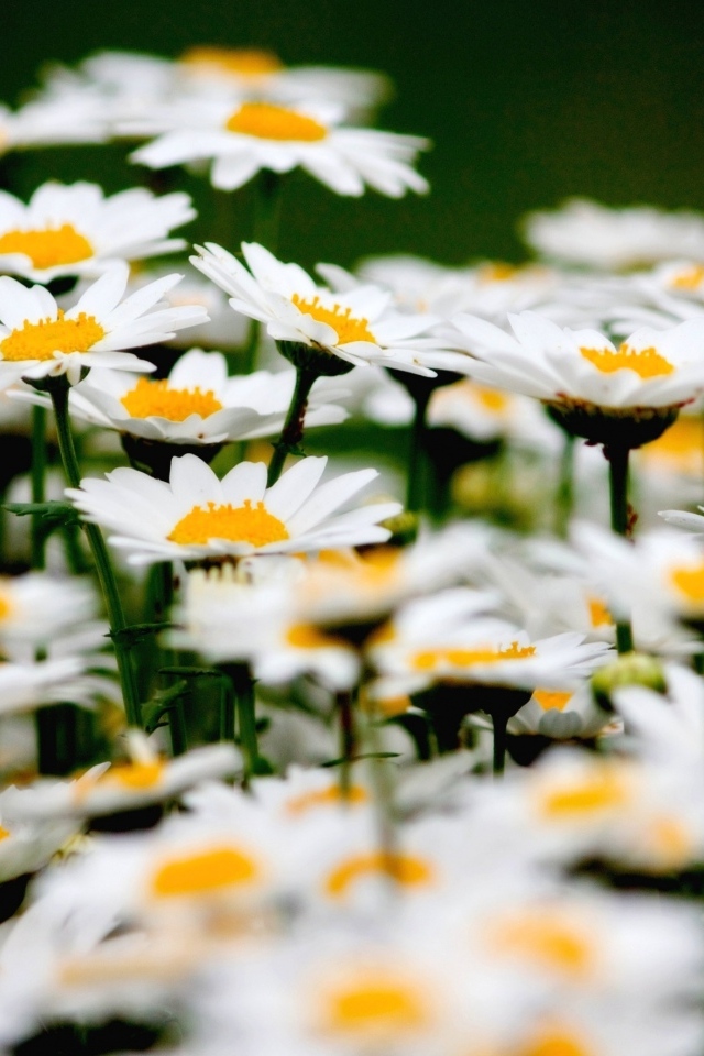 Маленькие белые ромашки крупным планом