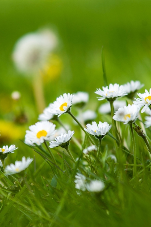 Маленькие белые цветы в зеленой траве