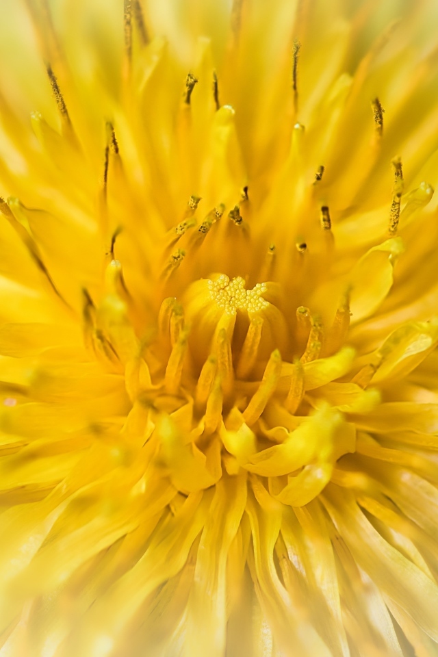 Желтый одуванчик крупным планом