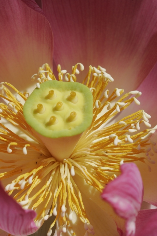 Желтая середина цветка лотоса крупным планом