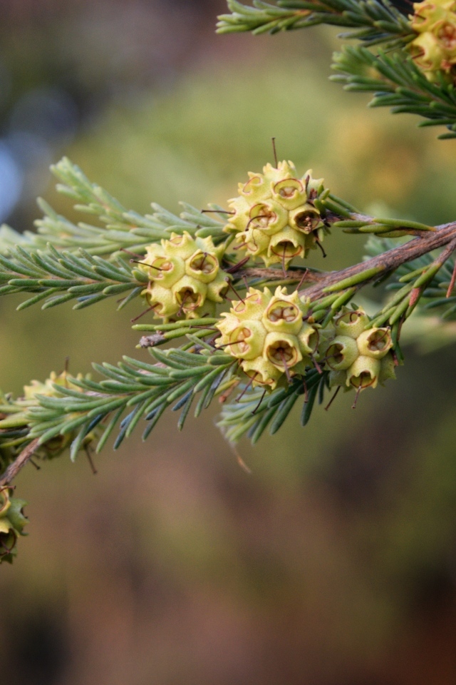 Зеленая ветка ели с семенами