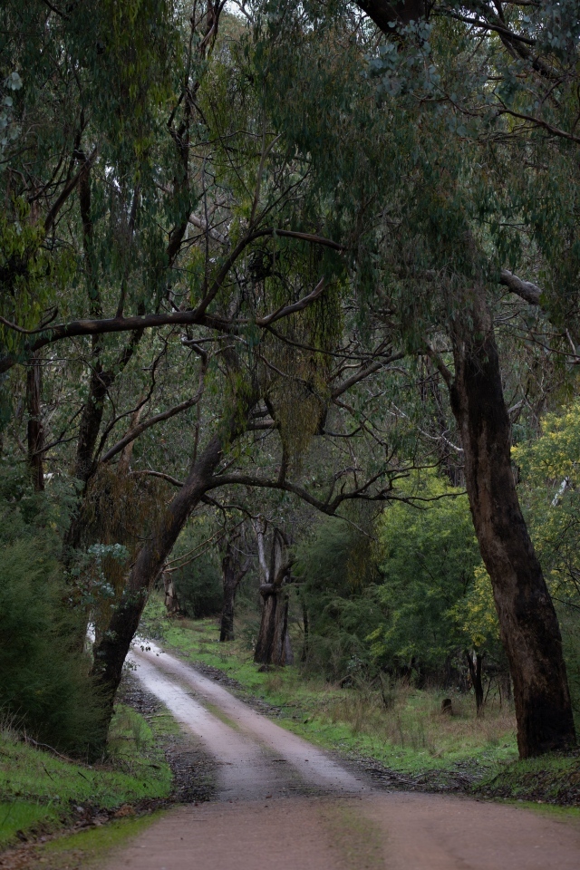 Дорога среди зеленых деревьев