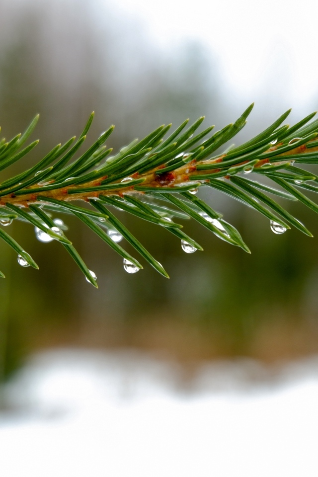 Мокрая зеленая еловая ветка