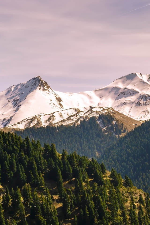 Зеленые ели у подножия заснеженных гор 