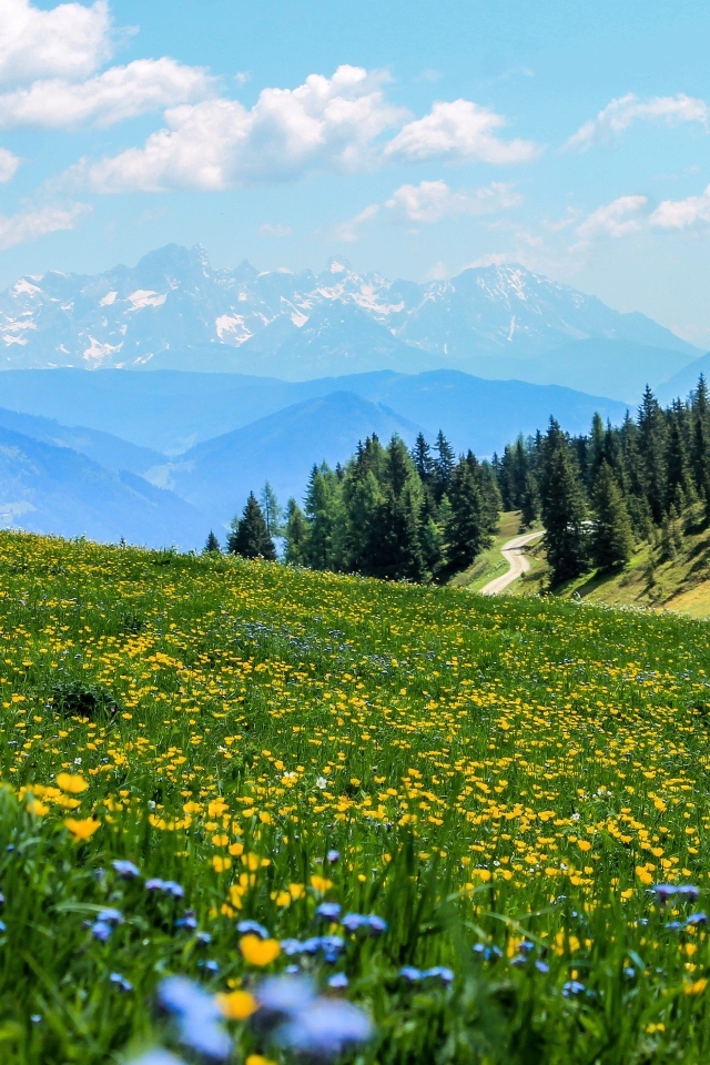 Зеленый луг с цветами в горах