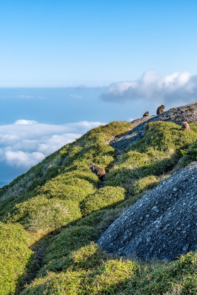 Высокие покрытые зеленью горы выше облаков