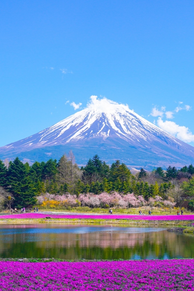 Вид на заснеженную гору Фудзи у живописного озера с цветами