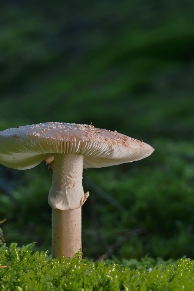 Большой гриб растет на покрытой зеленым мхом земле