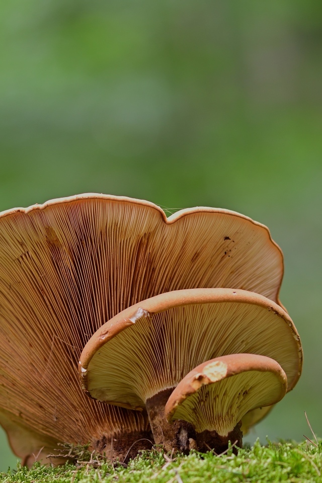 Большой древесный гриб растет в лесу 