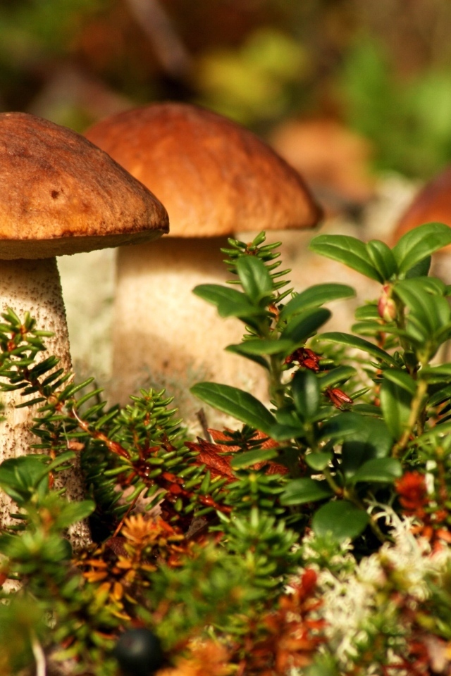 Много грибов растет в зеленой траве