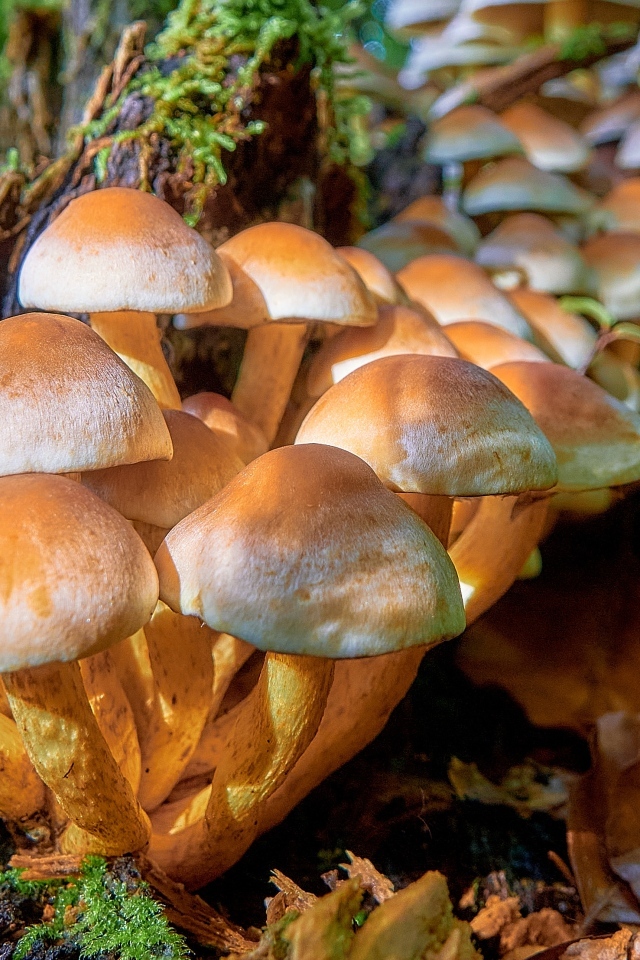 Много грибов опят в лесу на дереве