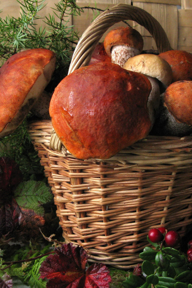 Корзина больших белых грибов