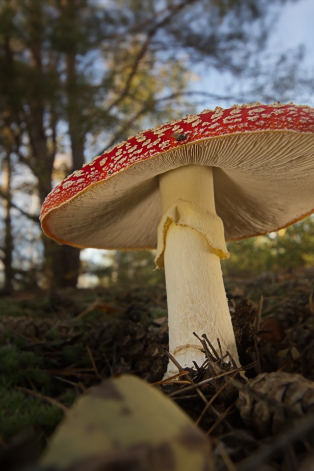 Большой гриб мухомор растет в лесу