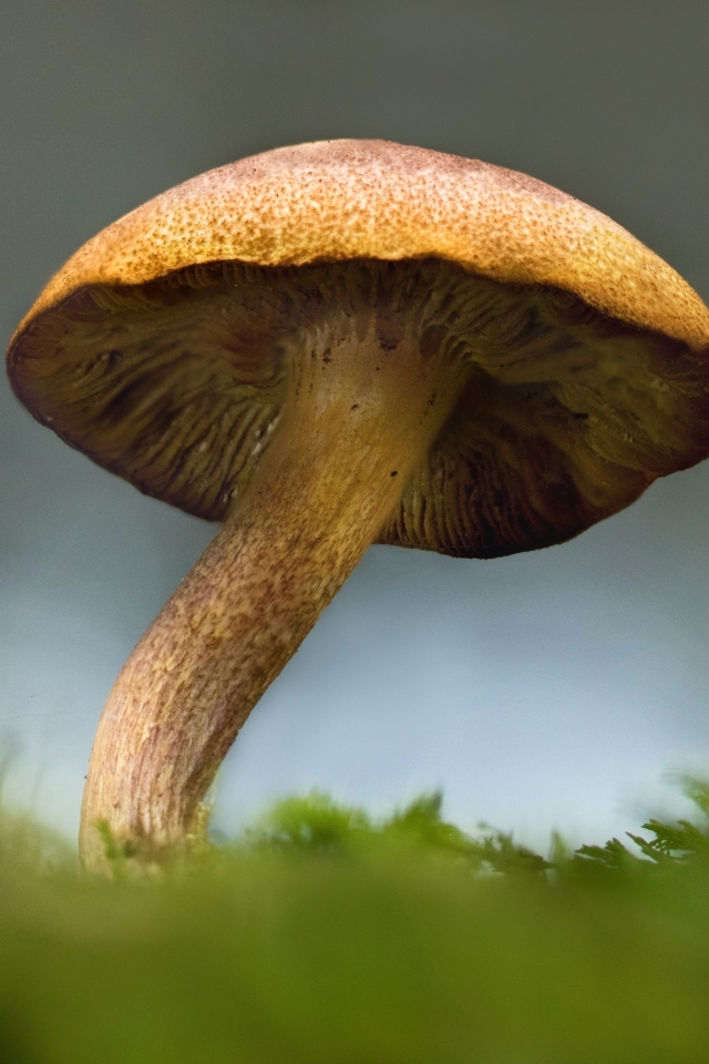 Большой гриб растет на зеленом мхе