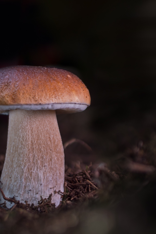 Большой белый гриб растет в лесу