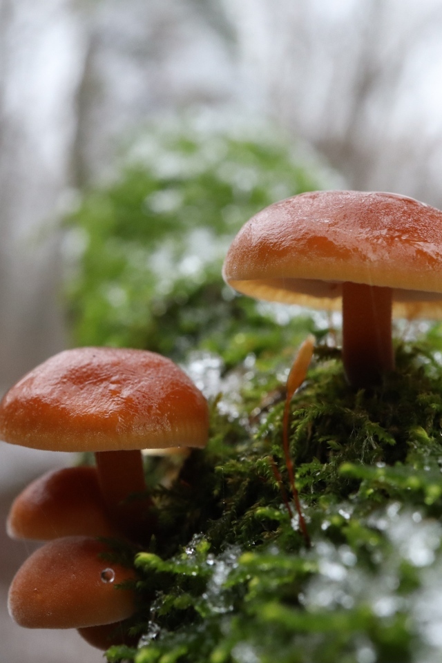 Лесные грибы на покрытом мхом дереве