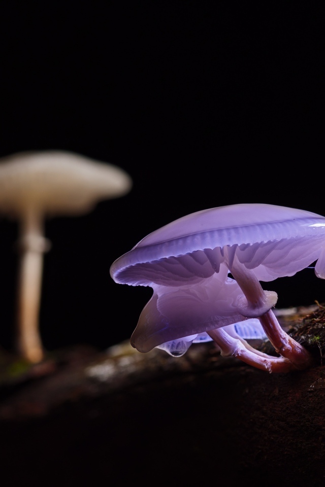 Лесные грибы поганки крупным планом