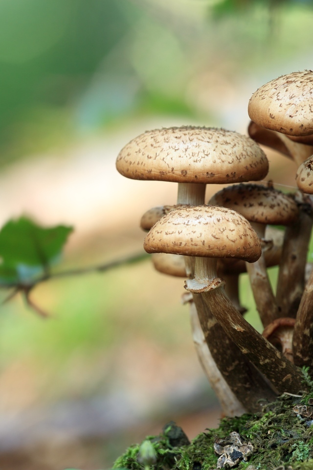 Свежие грибы растут в лесу