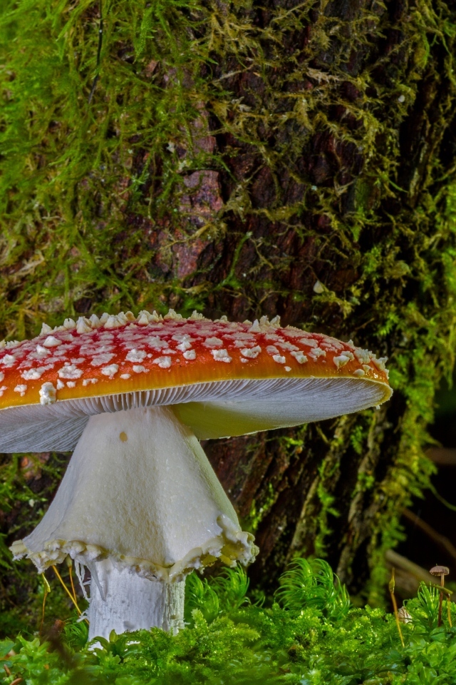Большой мухомор у покрытого мхом дерева