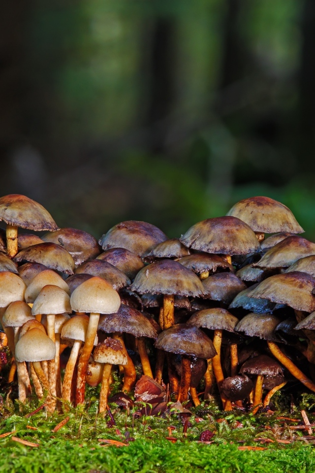 Много поганок в осеннем лесу