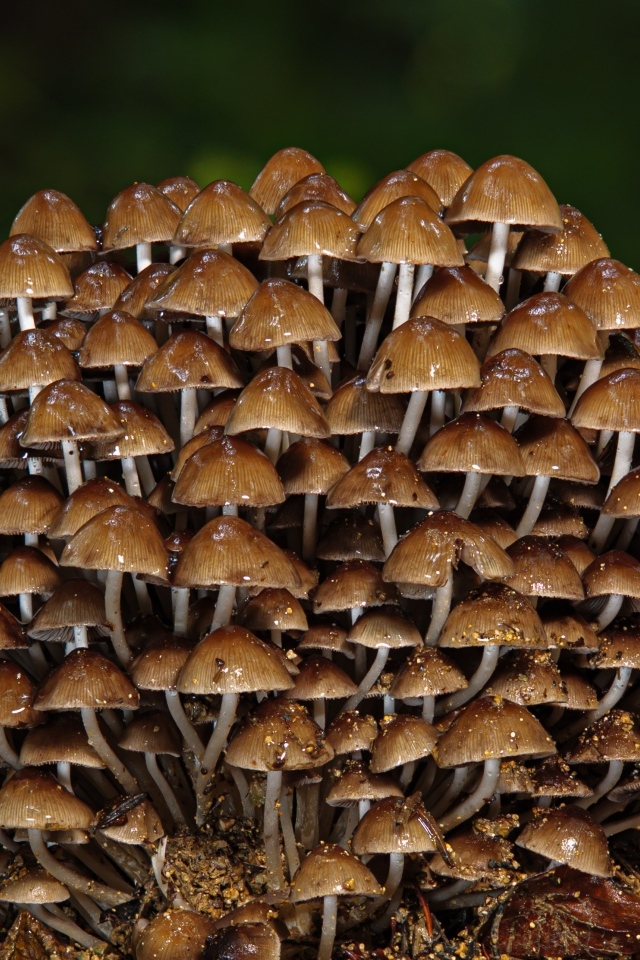 Много маленьких грибов крупным планом