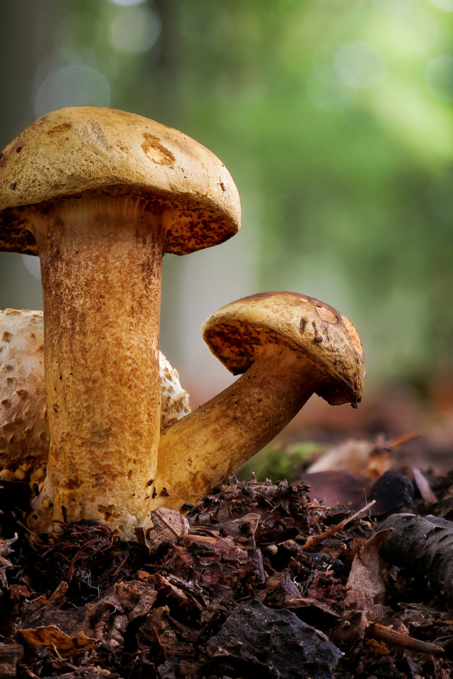 Гриб Моховик паразитный крупным планом