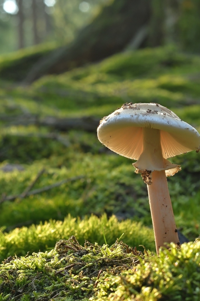 Гриб растет на покрытой мхом земле в лесу