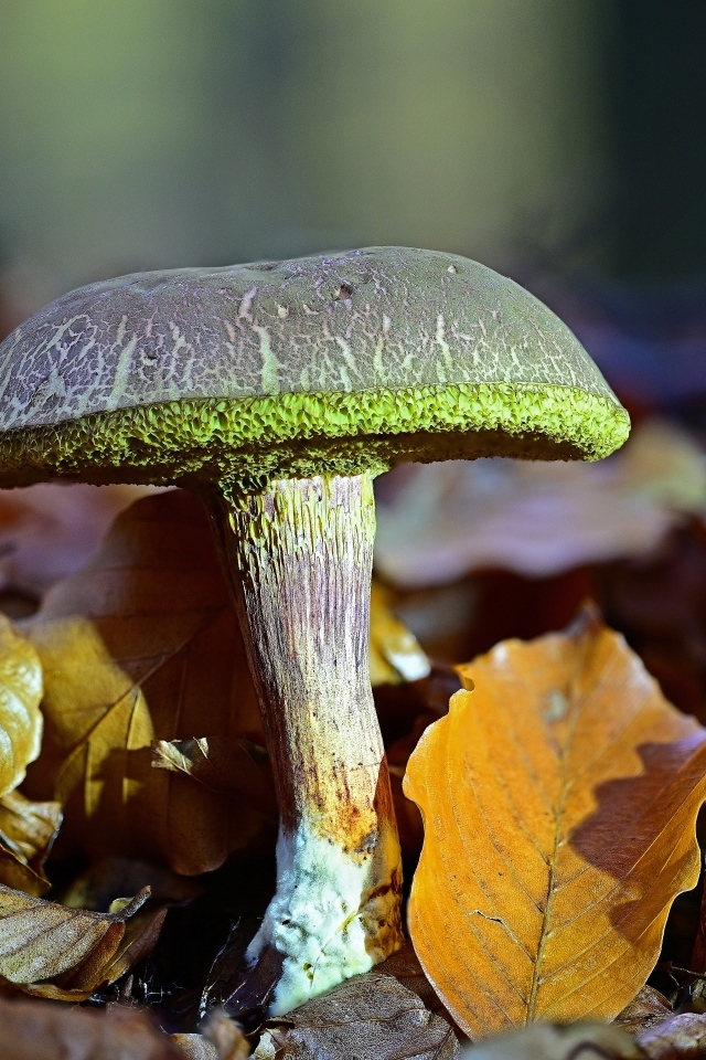 Гриб растет в опавших листьях в лесу