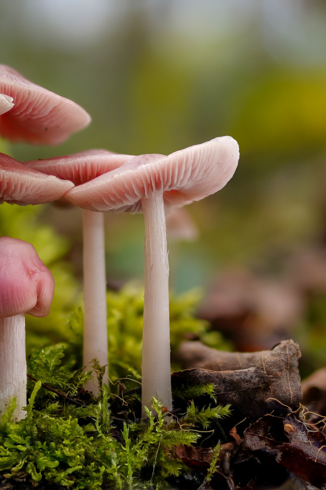 Гриб розовая мицена на покрытой мхом земле