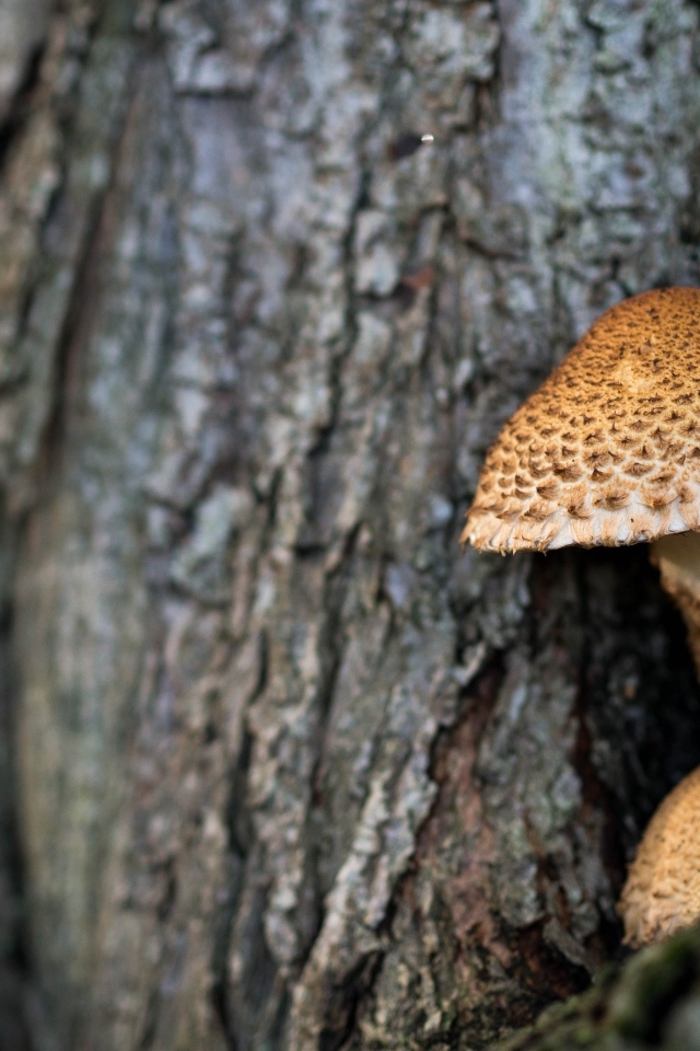 Грибы растут внутри дерева
