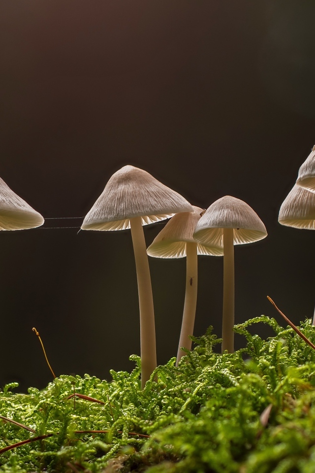 Грибы растут на покрытой мхом земле