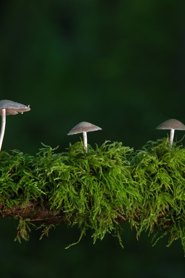 Грибы растут на покрытой мхом ветке