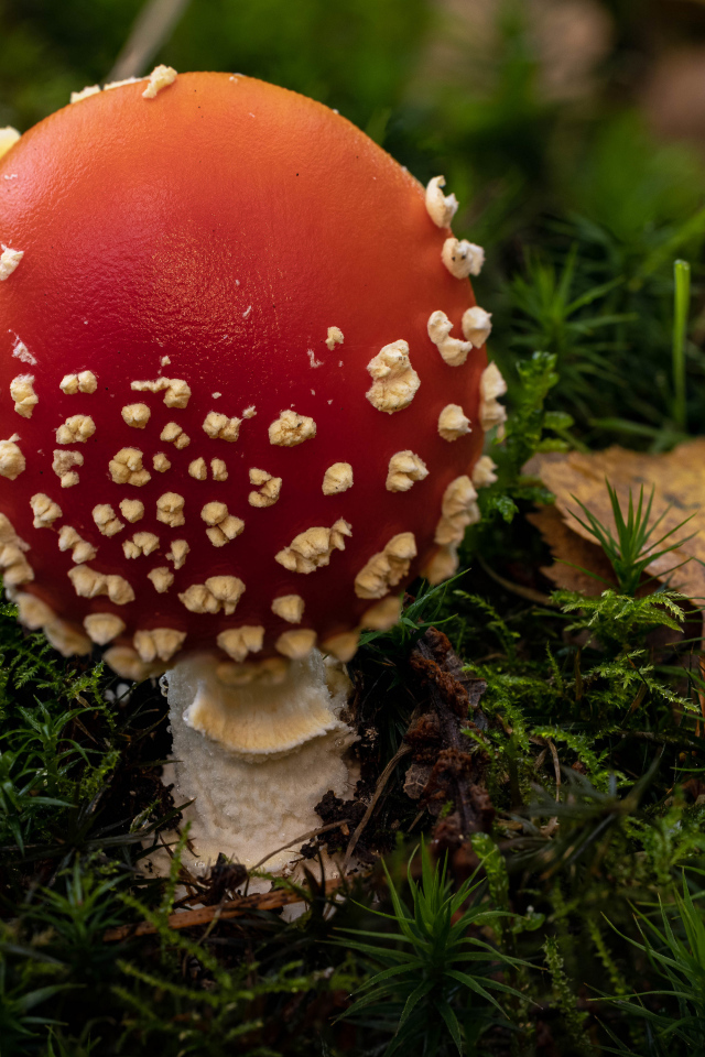 Красный гриб мухомор с белыми точками