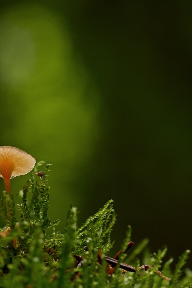 Маленький гриб поганка в зеленом мху