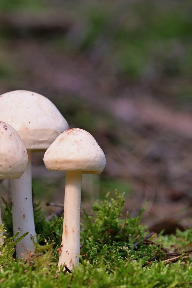 Три гриба белого цвета в зеленом мху