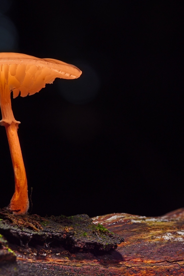 Гриб поганка растет на сухом дереве