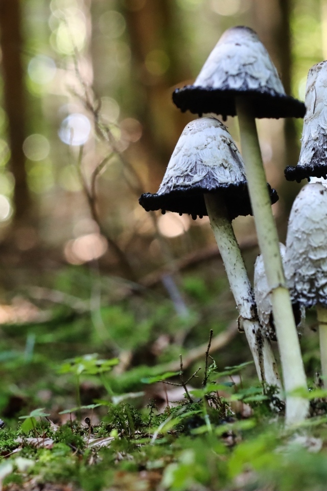 Грибы поганки растут в лесу