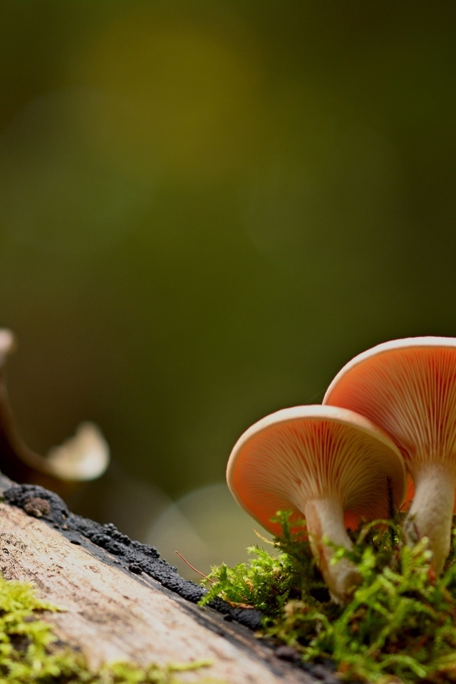 Два гриба лисичка растут на дереве