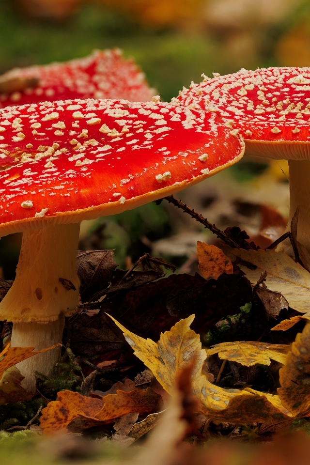 Два больших красных мухомора в желтых листьях