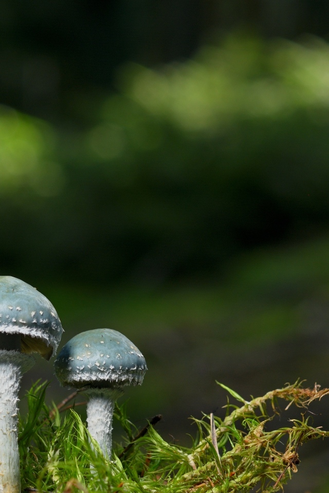 Два гриба и зеленый мох крупным планом