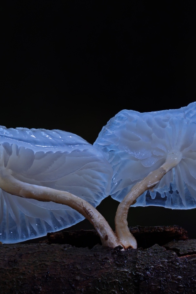 Необычные грибы растут на сухом дереве на черном фоне