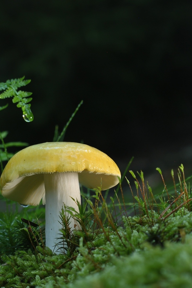 Желтый гриб растет на покрытой зеленым мхом земле