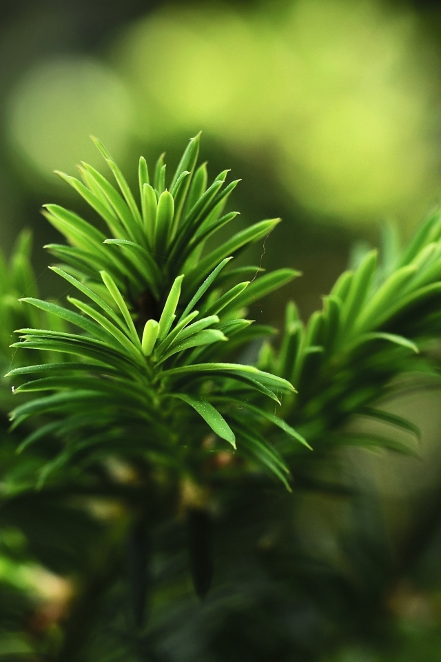 Нежная зеленая ветка молодой ели